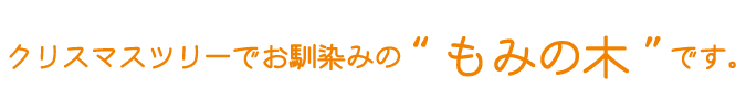 クリスマスツリーでお馴染みのもみの木です