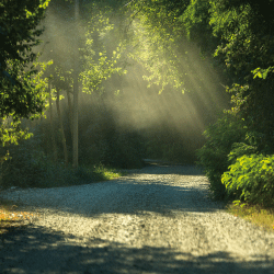 もみの木の家は、部屋のなかが森の中にいるような空気の家です。