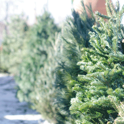 もみの木の床は、やさしい感触で夏涼しく、冬暖かい床になります。